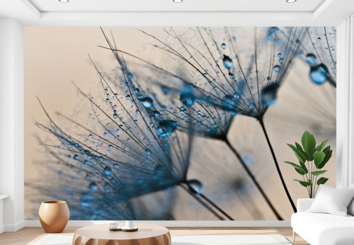 Fototapeta do salonu sypialni krople wody rosa mlecz natura 