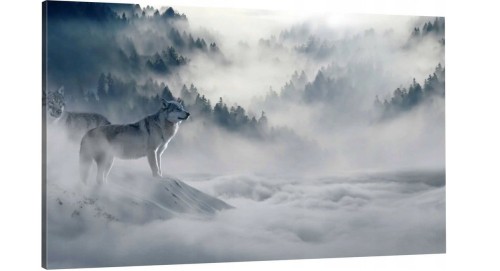 wilk las mgła o-1286.jpg