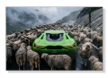 obraz Czarna Owca Sukcesu Lamborghini Aventador SVJ i stado owiec