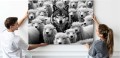 Obraz WOLF AMONG SHEEP Wilk i Owce Czarno-Biały – Nowoczesna Sztuka Loft Motywacja do Salonu i Biura