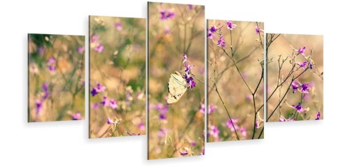 NATURA MOTYL  ot-1505 2.jpg