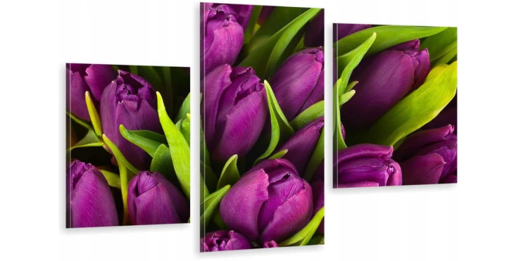 TULIPANY FIOLETOWE ot-148.jpg