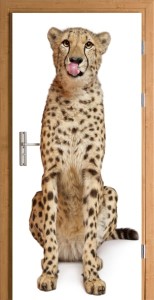 Naklejka na Drzwi Gepard 