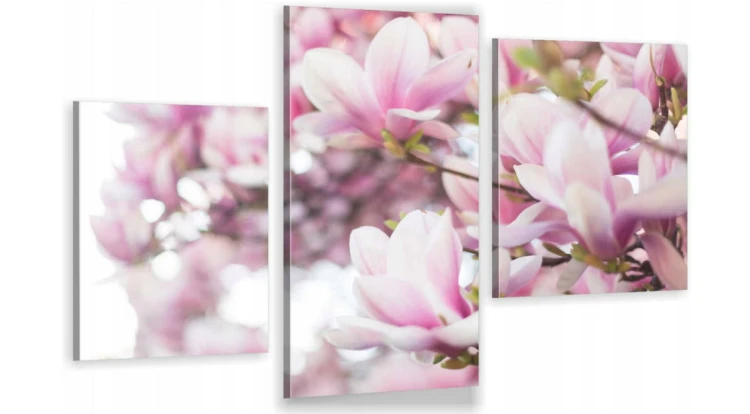 KWIATY MAGNOLII ot-1330.jpg