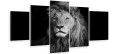 Obraz wieloczęściowy 5 części tryptyk CZARNO BIAŁY LEW 