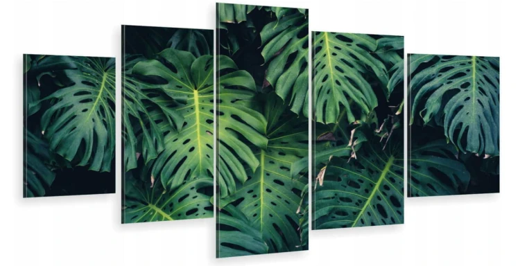 LIŚCIE NATURA monstera ot1288.jpg