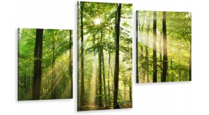 obraz canvas tryptyk LAS DRZEWA SŁOŃCE 