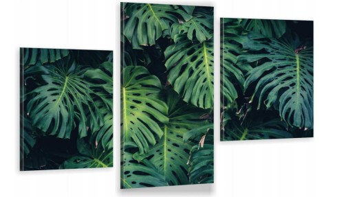 LIŚCIE NATURA monstera ot-1288.jpg